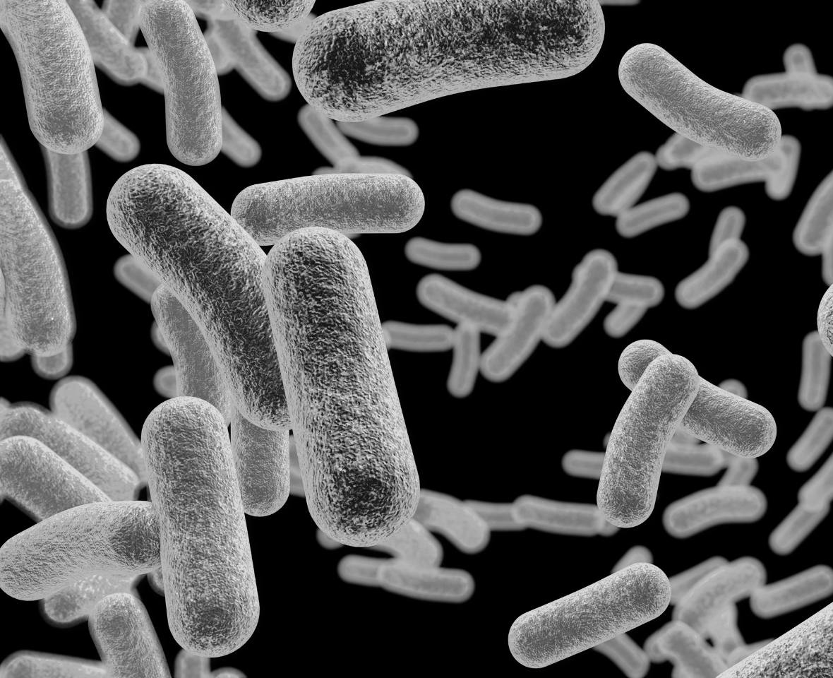 microscopia de campo escuro