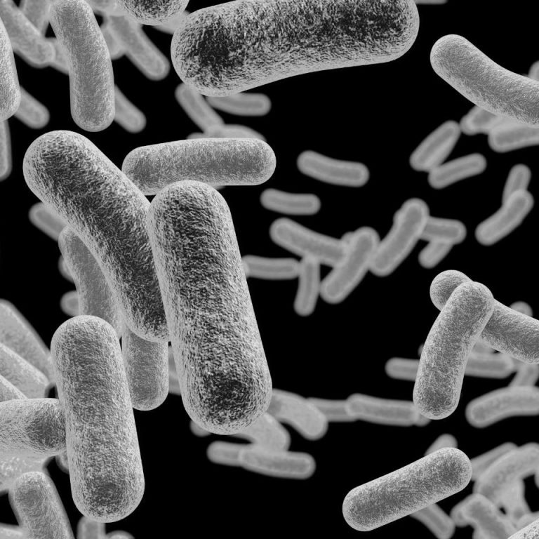 microscopia de campo escuro